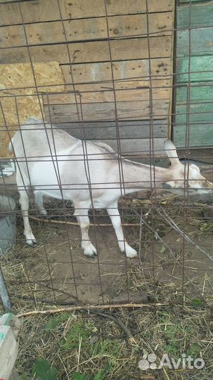 Молоко козье