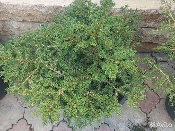Саженцы ель