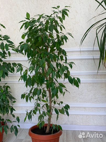 Комнатные цветы