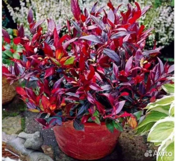 Леукотоэ Zeblid (Зеблид)