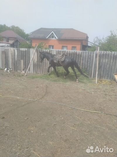 Продается жеребец породы кабардинец