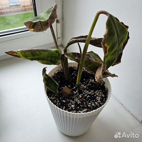 Комнатные растения бесплатно