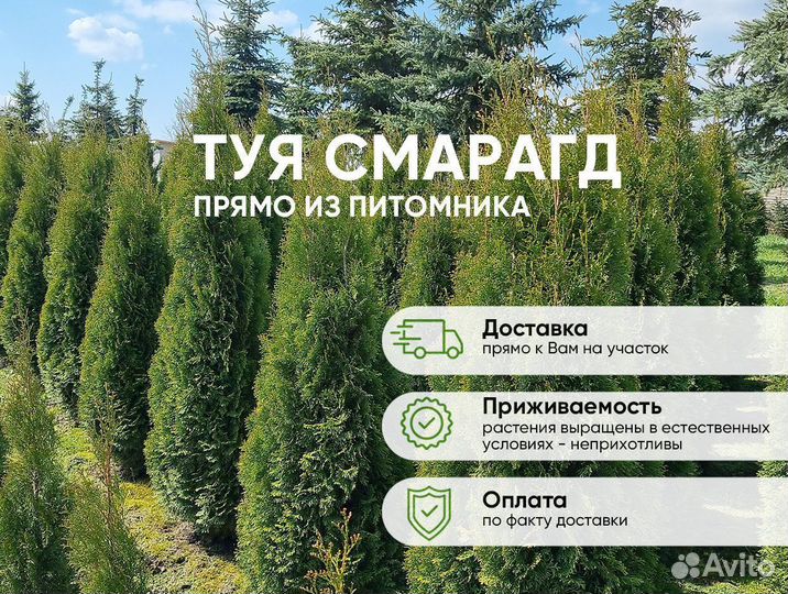 Туя Смарагд 150см - от 15 штук