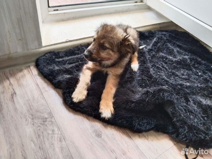 Щенки бесплатно