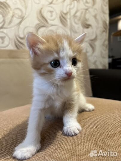 Котята бесплатно