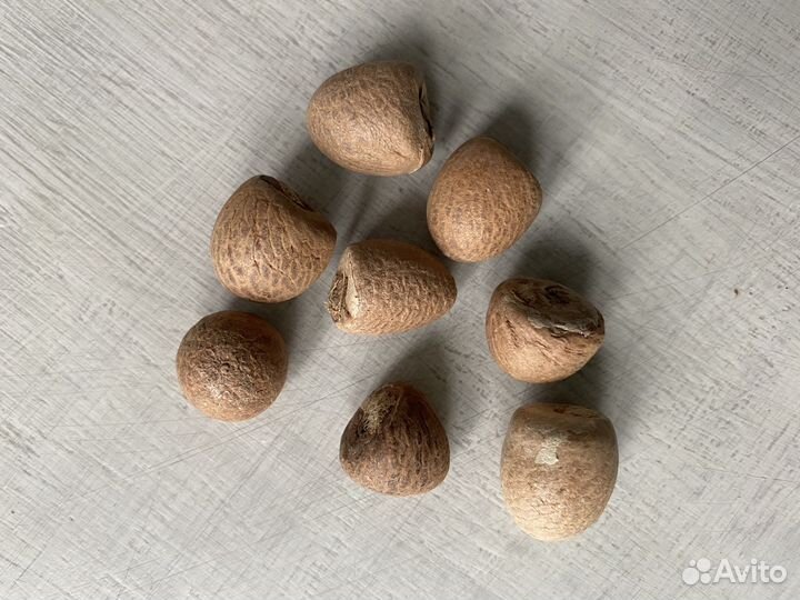 Орех бетеля (бетель для васту)