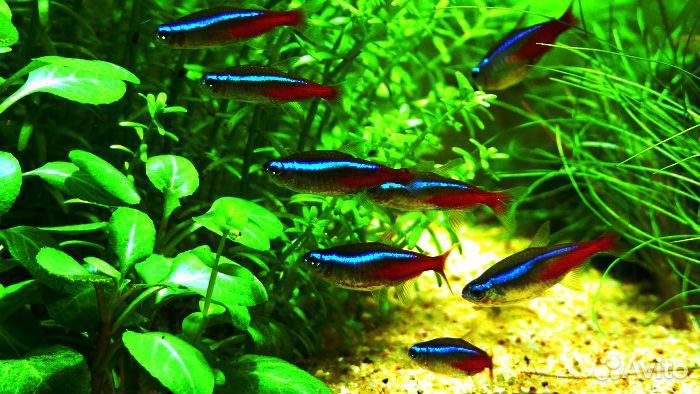 Аквариумные рыбки
