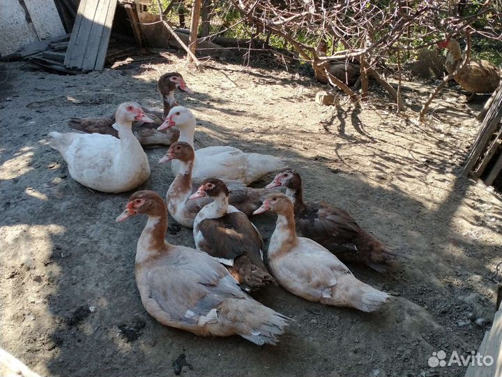 Мясо гуся и индоутки