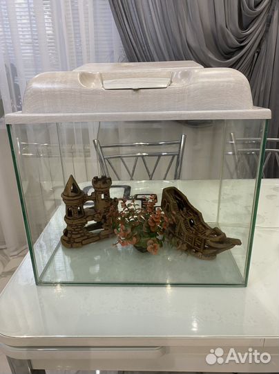 Аквариумные рыбки и растения