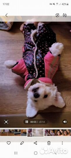 Комбинезон для маленькой собаки