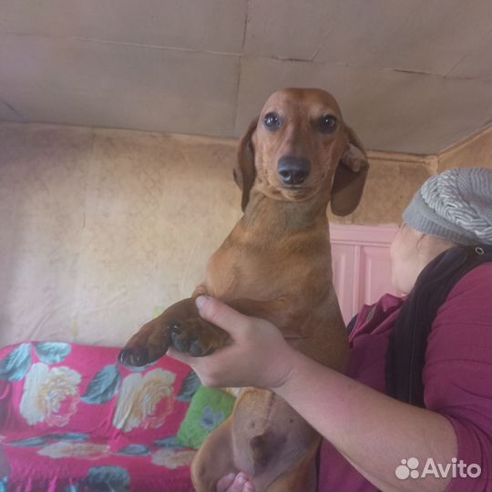 Вязка Такса