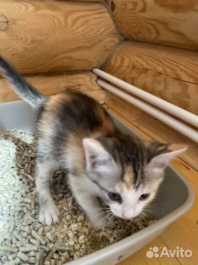 Отдам кота в добрые руки