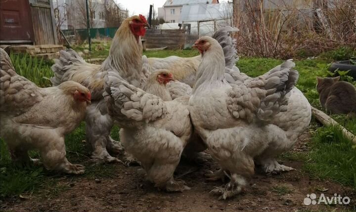 Яйцо икубационное Брама Изабель