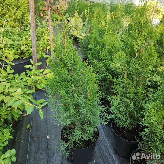 Туя Смарагд