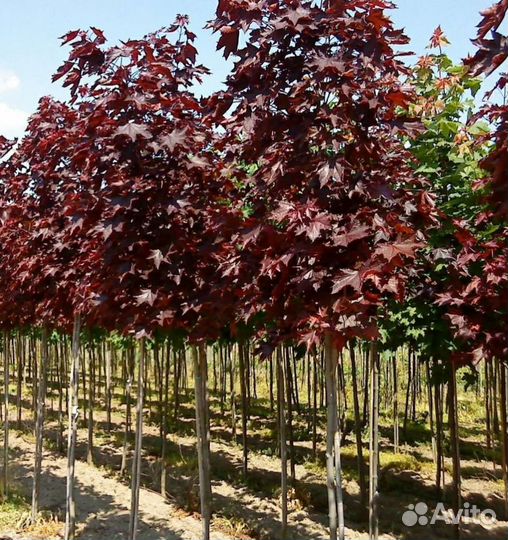 Клён красный Роял ред