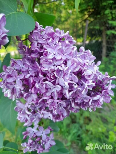 Сирень Мечта, Пихта Сибирская, кедр