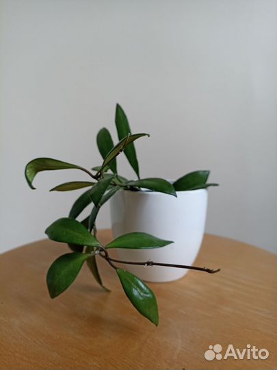 Хойя David Cumingii