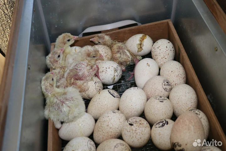 Индюшата хайбрид конвертер. Биг 6