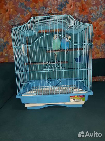 Попугай две девочки