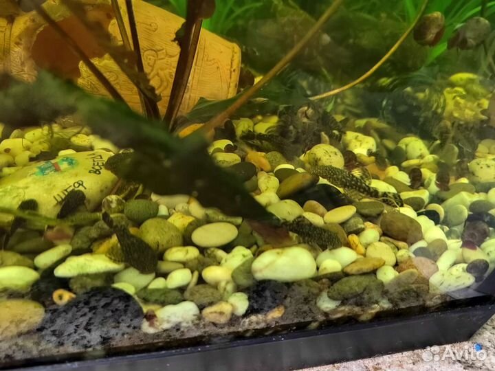 Сомики анцитрусы