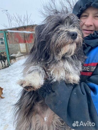 Собака-девочка