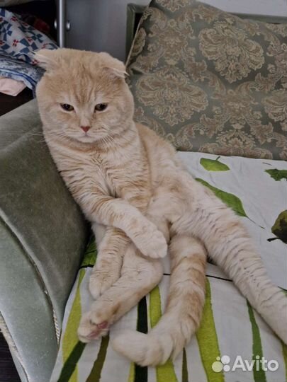 Шотландские вислоухие котята. Видео