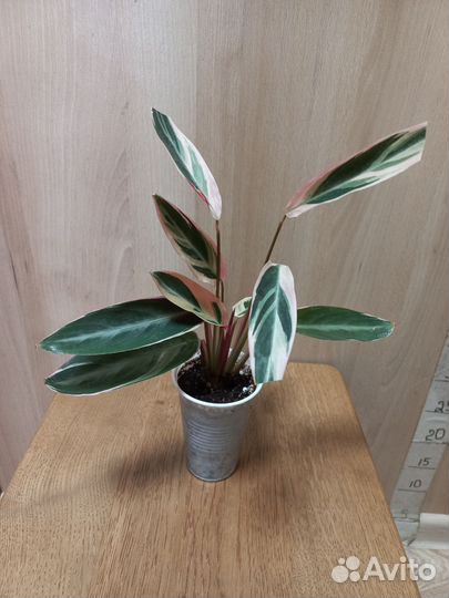 Комнатные растения и сопутствующее