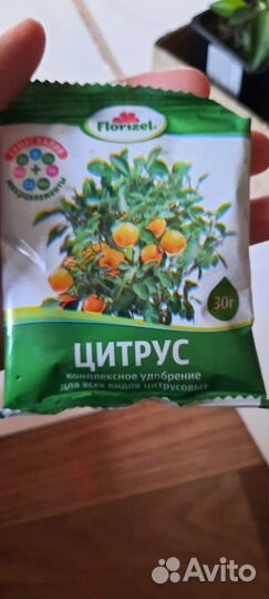 Мандариновое дерево Ростки