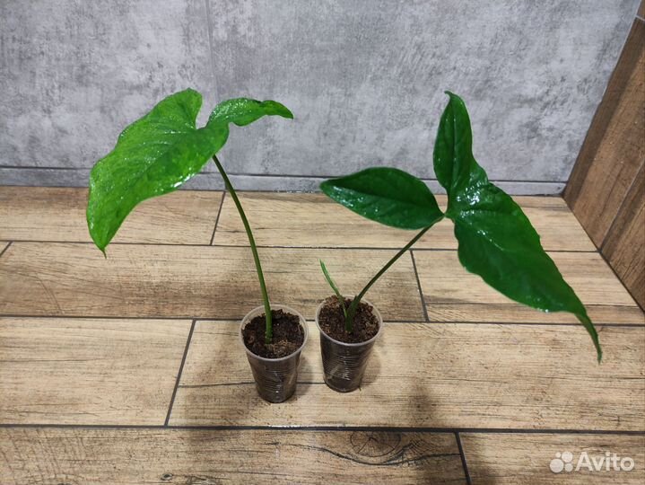 Сингониум Моттлед