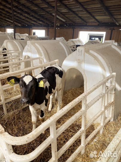 Бычки и телята