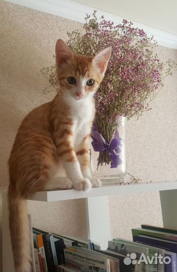 Котенок (девочка) ищет надежных хозяев