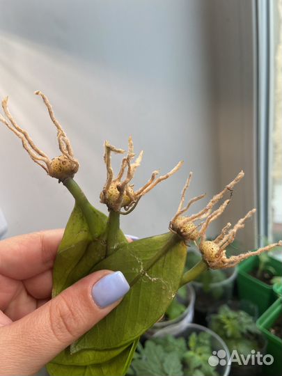 Замиокулькас