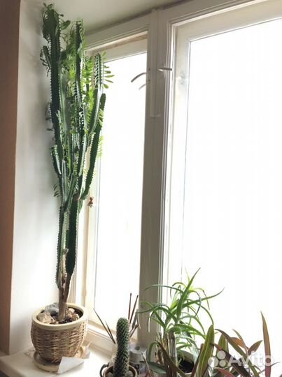 Цветок домашний: Молочай треугольный/трехгранный