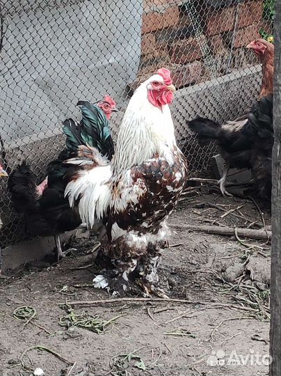 Петух Брама