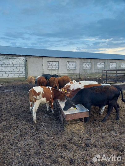Бычки на откорм