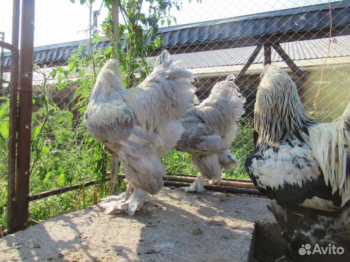 Брама лаванда, брама Изабелла