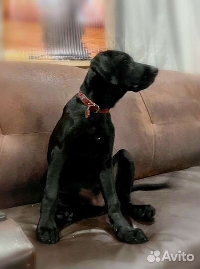 Щенок курцхаара в добрые руки