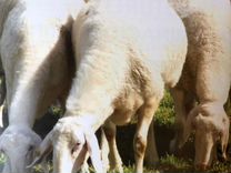 Молочные племенные овцы породы Ассаф