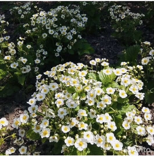 Саженцы земклуники