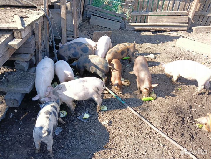 Поросята