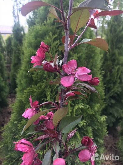 Яблоня декоративная Роялти и Рудольф