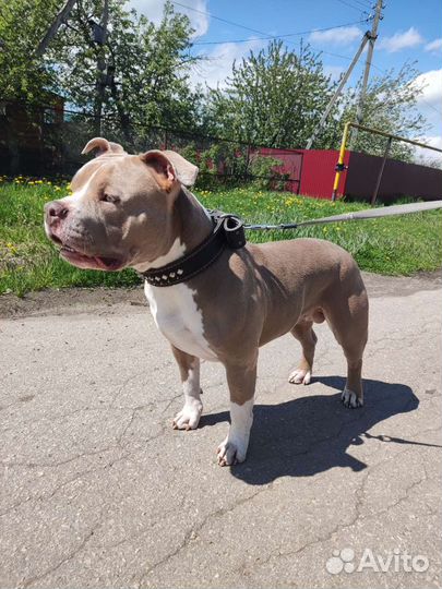 Американский Булли (вязка)