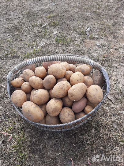 Картофел ь крупный