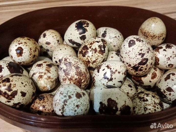 Суточные перепелята