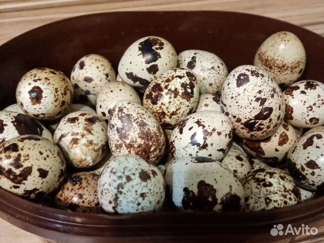 Суточные перепелята