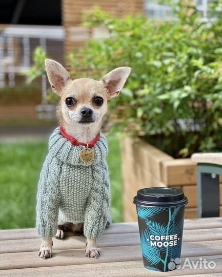 Одежда для собак маленьких мелких