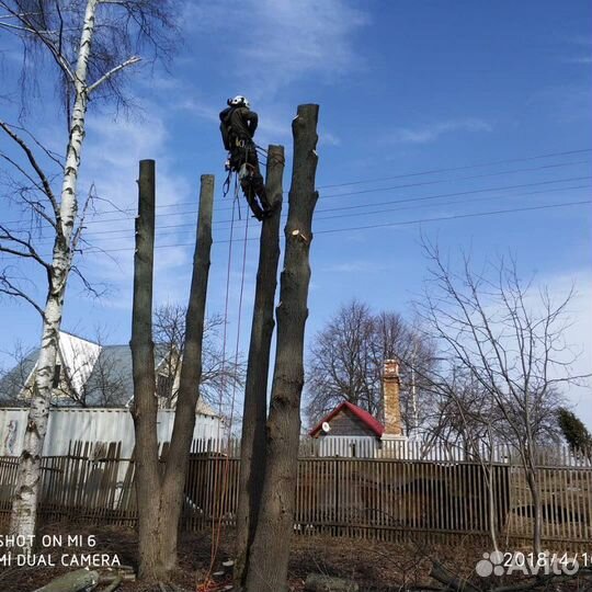 Спил деревьев М2 Серпухов