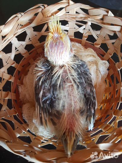 Попугай нимфа