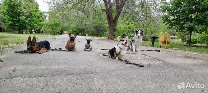 Дрессировка - Передержка собак у кинолога