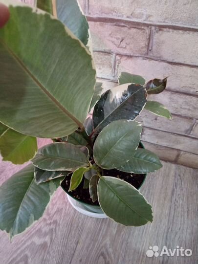 Фикус Tineke, Abidjan